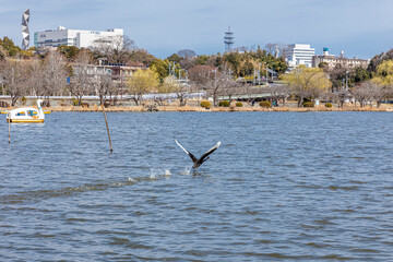 春の千波湖の黒鳥
