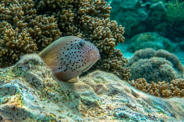 Blackside Hawkfish, Paracirrhites forsteri,close up,Red sea, 