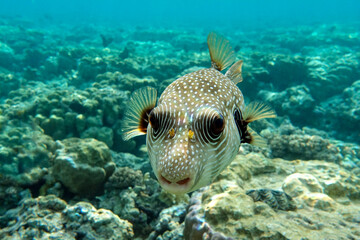 White-spotted puffer on coral reef,Red sea