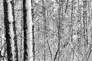 Fresh fluffy snow on tree branches on a quiet winter day.