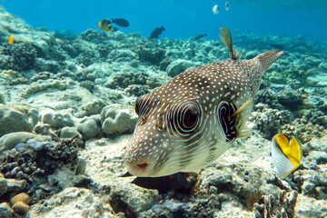 White-spotted puffer on coral reef,Red sea