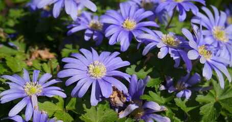 Beautiful blue Anemone Apennina flowers on green grass background close up.