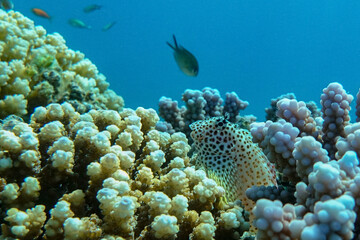 Red sea clown fish- male and female - Amphiprion bicinctus