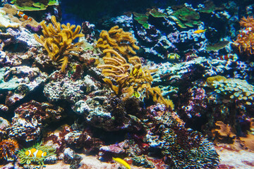 Fototapeta na wymiar Underwater bright world with corals and fishes.