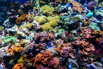 Fototapeta na wymiar Underwater bright world with corals and fishes.