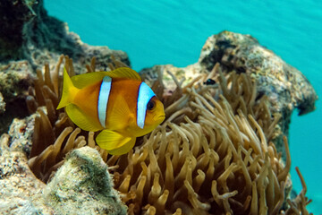 Naklejka na ściany i meble Red sea clown fish - Amphiprion bicinctus