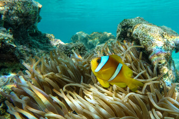 Fototapeta na wymiar Red sea clown fish - Amphiprion bicinctus