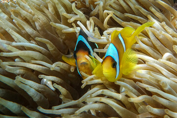 Naklejka na ściany i meble Red sea clown fish, male and female- Amphiprion bicinctus