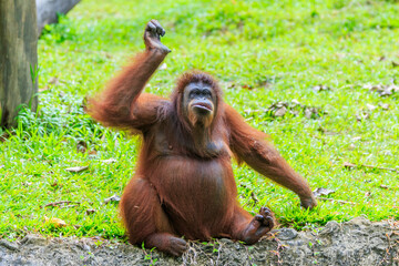 orangutans or pongo pygmaeus is the only asian great found on the island of Borneo and Sumatra