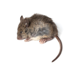 The mouse is isolated on a white background.