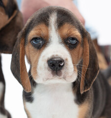 Portrait of a puppy with long ears.