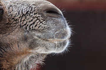 Fototapeta premium Nose and mouth of a camel.