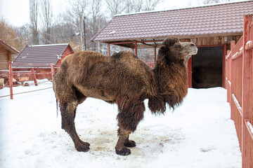 Camel on the snow in winter