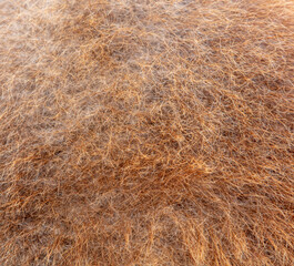 Camel's fur as an abstract background.