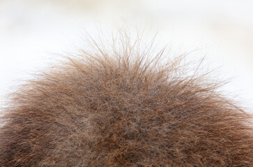 Hair on the hump of a camel.