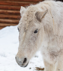 Portrait of a white horse in the winter
