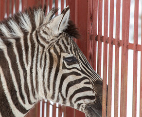 Zebra in the zoo behind a metal fence.