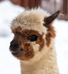 Lama portrait in winter outdoors.