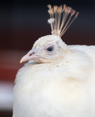 Portrait of a white peacock in the zoo.