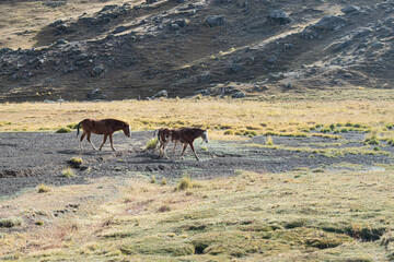 horses mountains peru cusco montañas
