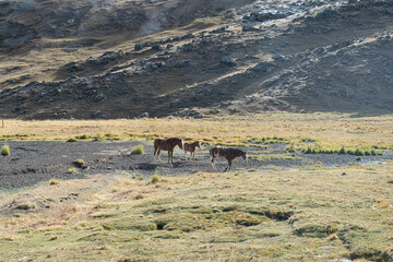 horses mountains peru cusco montañas