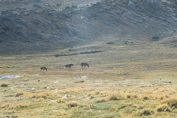 horses mountains peru cusco montañas