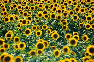 Get power from sunflowers