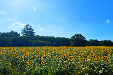 Fototapeta premium Light pours down on the sunflower field.