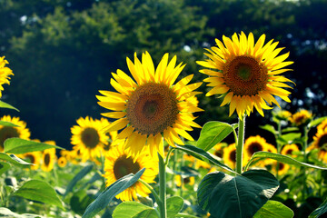 Sunflowers with petals showing through due to backlighting