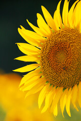 Obraz premium Close-up of golden sunflowers
