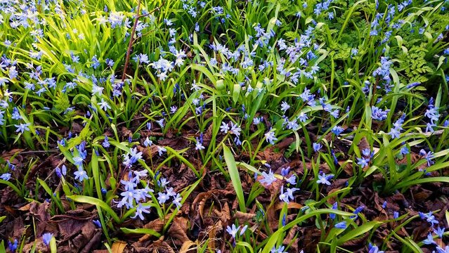 Beautiful blue Scilla (Scilla verna) growing around a small tree in a churchyard. Also known as Spring Squill. A perennial that grows in dry, short grassland.