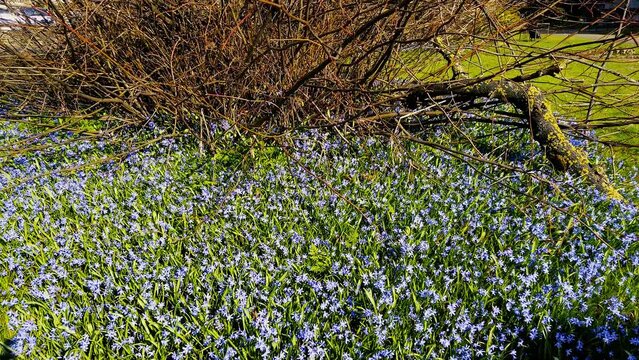 Beautiful blue Scilla (Scilla verna) growing around a small tree in a churchyard. Also known as Spring Squill. A perennial that grows in dry, short grassland.