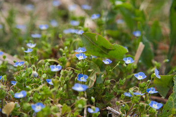 オオイヌノフグリ