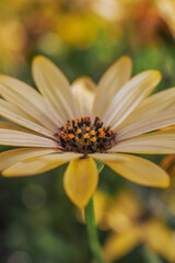 A single soft yellow Cape Marguerite daisy . Vertical View . Close up