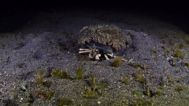 Underwater symbiosis - Urchin Crab (Dorippe frascone lat.) with an Upside-down jellyfish (Cassiopea lat.) on its back. Underwater world of Tulamben, Bali, Indonesia. 