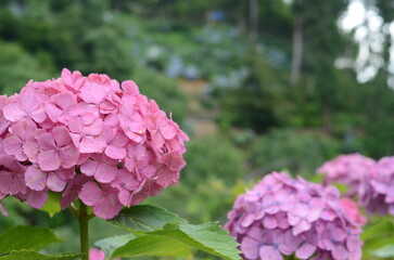 京都　善峯寺に咲く紫陽花