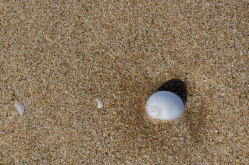 An empty shell on the wet clean sand of the beach with shadow from sunlight. Travel and vacation concept.