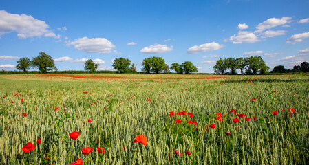Paysage de campagne et coquelicots rouges dans les champs au printemps.