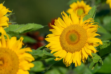 Yellow sunflower in summertime. Ukrainian national flower. Symbol for solidarity. Ukraine export of sunflower products. Close up portrait, flower photography taken in Sweden. 