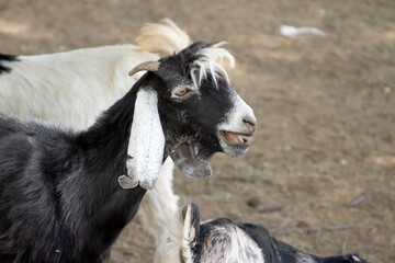 goat grazing freely in a no fencing farm in sudan a breed for producing organic milk