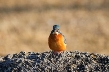 岩の上でのんびりくつろぐカワセミ成鳥オス