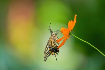 キバナコスモスの蜜を吸うアゲハチョウ