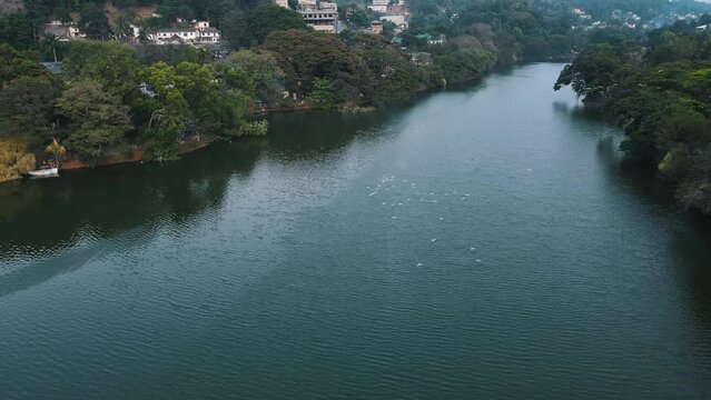 Large flock of white birds fly low over the calm Kandy Lake in Sri Lanka among green trees with several houses built on the hills in the background. Drone dolly tilt shot