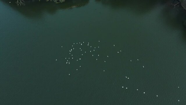 Large flocks of white birds fly over the beautiful calm blue Kandy Lake in Sri Lanka while some birds decide to head in another direction. Top down drone following shot