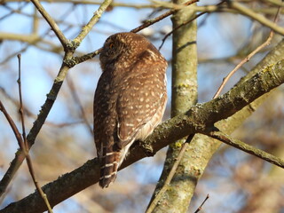 The Eurasian pygmy owl (Glaucidium passerinum) is the smallest owl in Europe. It is a dark reddish to greyish-brown, with spotted sides and half of a white ring around the back of the neck.