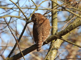 The Eurasian pygmy owl (Glaucidium passerinum) is the smallest owl in Europe. It is a dark reddish to greyish-brown, with spotted sides and half of a white ring around the back of the neck.