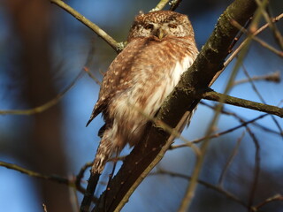 The Eurasian pygmy owl (Glaucidium passerinum) is the smallest owl in Europe. It is a dark reddish to greyish-brown, with spotted sides and half of a white ring around the back of the neck.