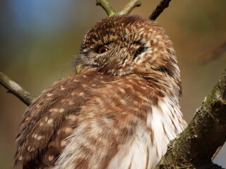The Eurasian pygmy owl (Glaucidium passerinum) is the smallest owl in Europe. It is a dark reddish to greyish-brown, with spotted sides and half of a white ring around the back of the neck.