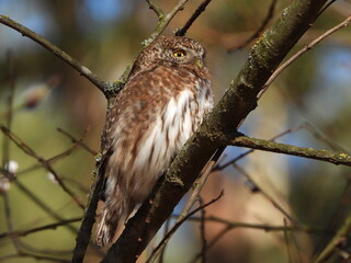 The Eurasian pygmy owl (Glaucidium passerinum) is the smallest owl in Europe. It is a dark reddish to greyish-brown, with spotted sides and half of a white ring around the back of the neck.