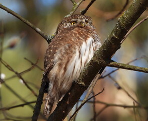 The Eurasian pygmy owl (Glaucidium passerinum) is the smallest owl in Europe. It is a dark reddish to greyish-brown, with spotted sides and half of a white ring around the back of the neck.